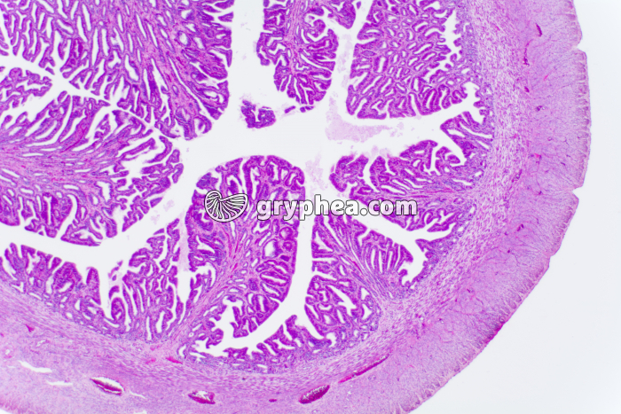 Utérus phase lutéinique Souris x10 - gryphea.com